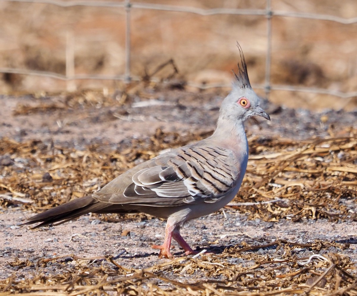 Crested Pigeon - ML504737281