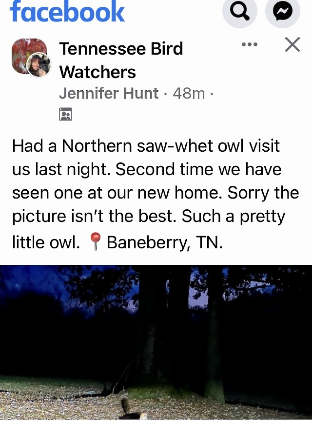 Northern Saw-whet Owl - Tennessee Rare Bird Records