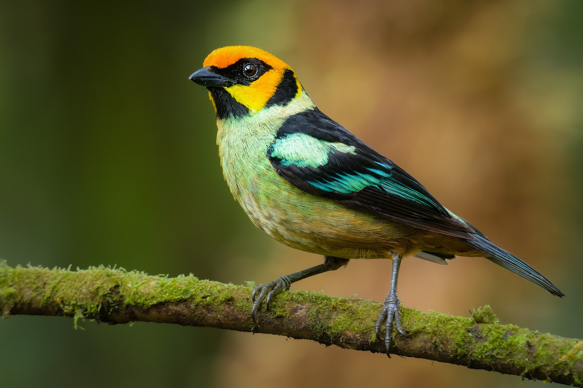 Flame-faced Tanager - ML504739081