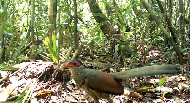 Red-billed Ground-Cuckoo (subspecies lepidophanes) - Red-billed Ground-Cuckoo - 