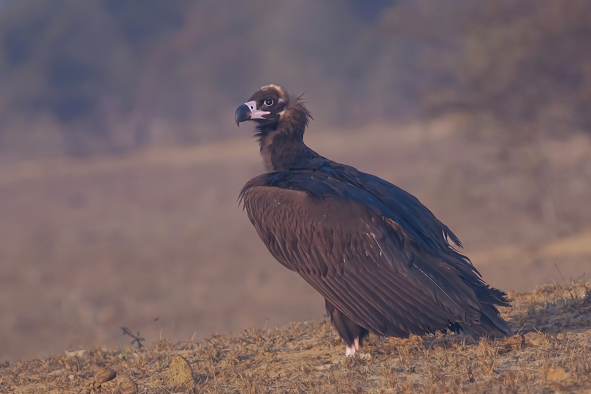 Cinereous Vulture - ML504741931