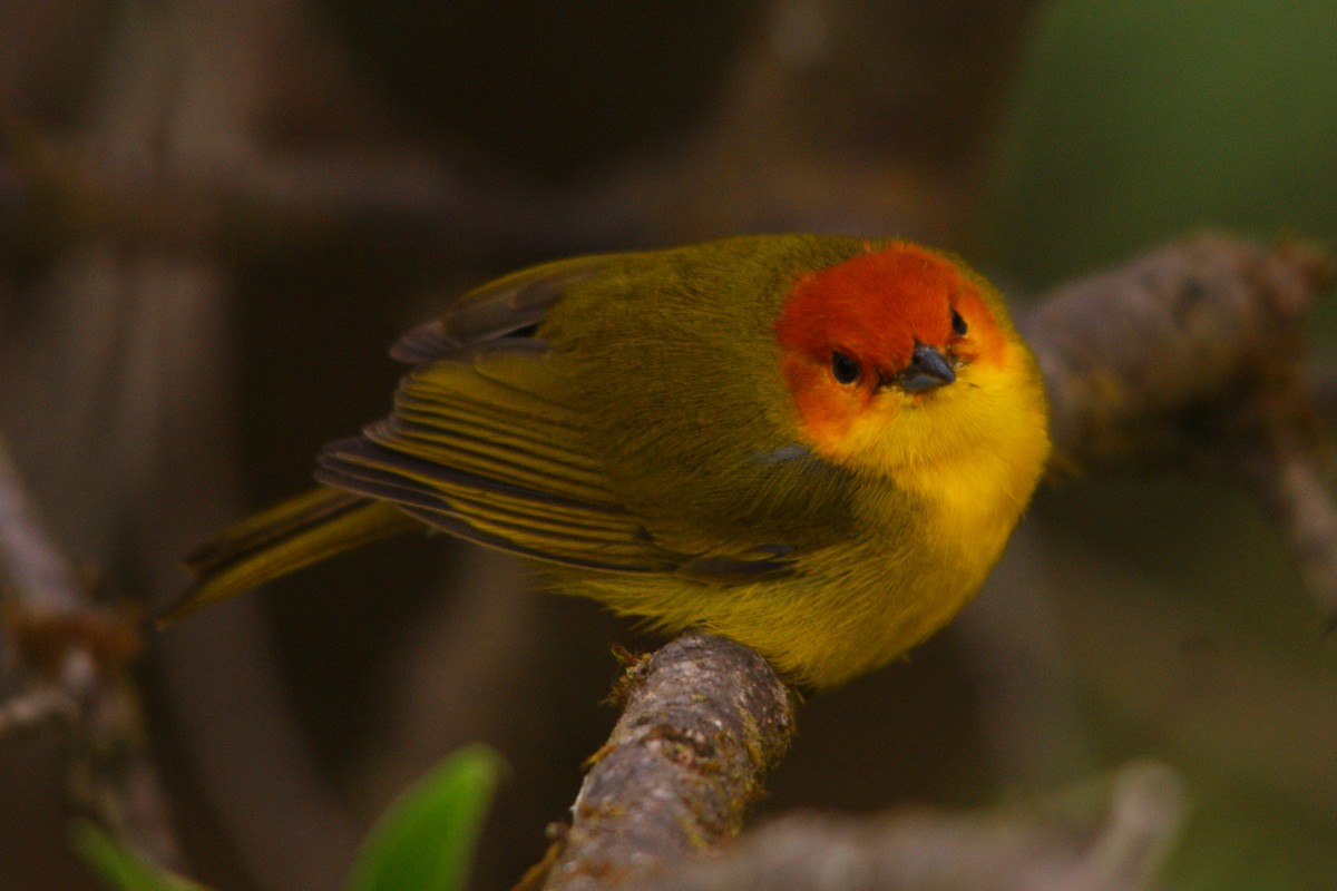 Rust-and-yellow Tanager - ROYAL FLYCATCHER /Kenny Rodríguez Añazco