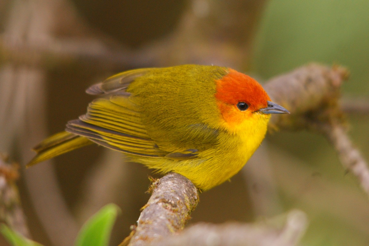 Rust-and-yellow Tanager - ROYAL FLYCATCHER /Kenny Rodríguez Añazco