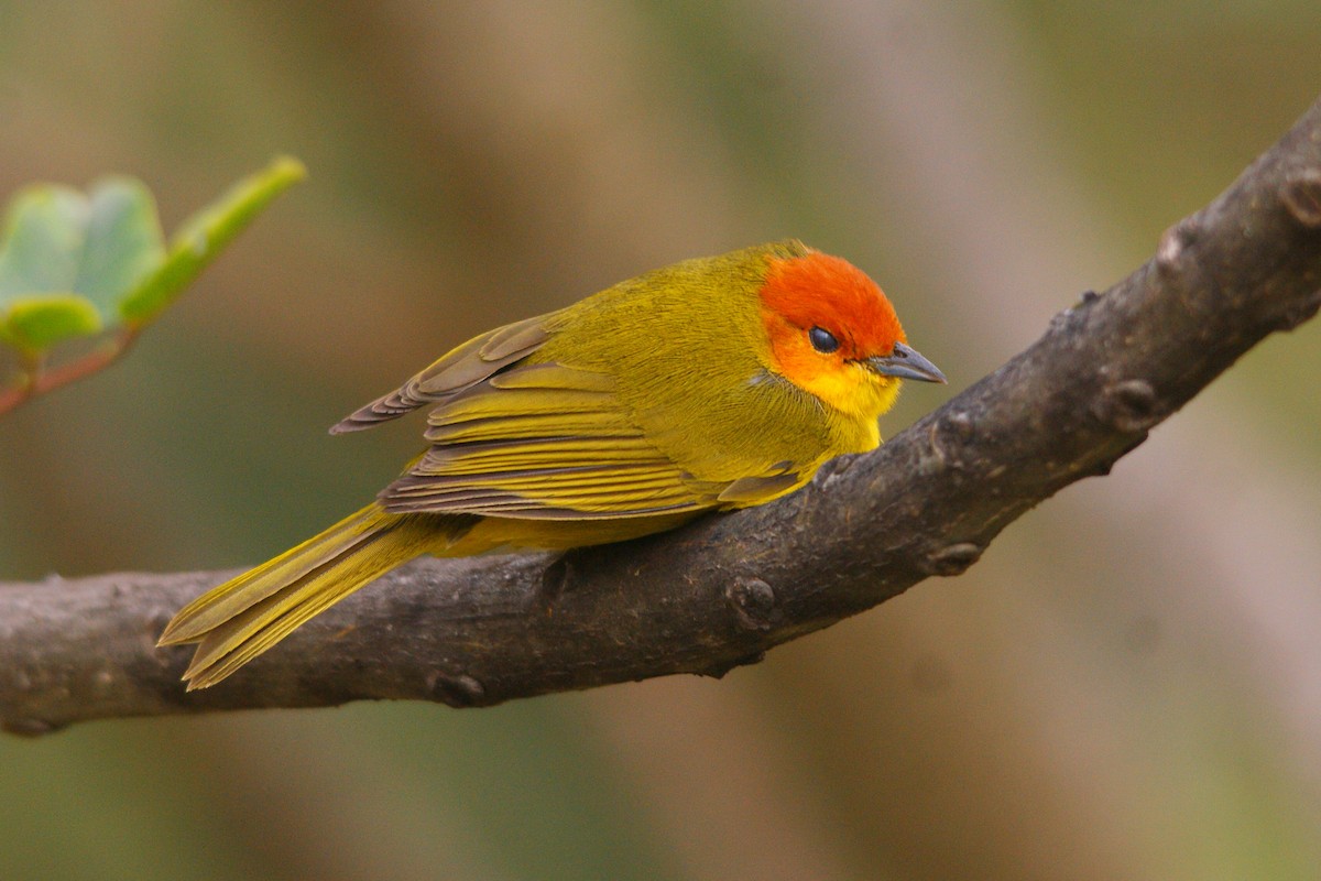 Rust-and-yellow Tanager - ML504745881