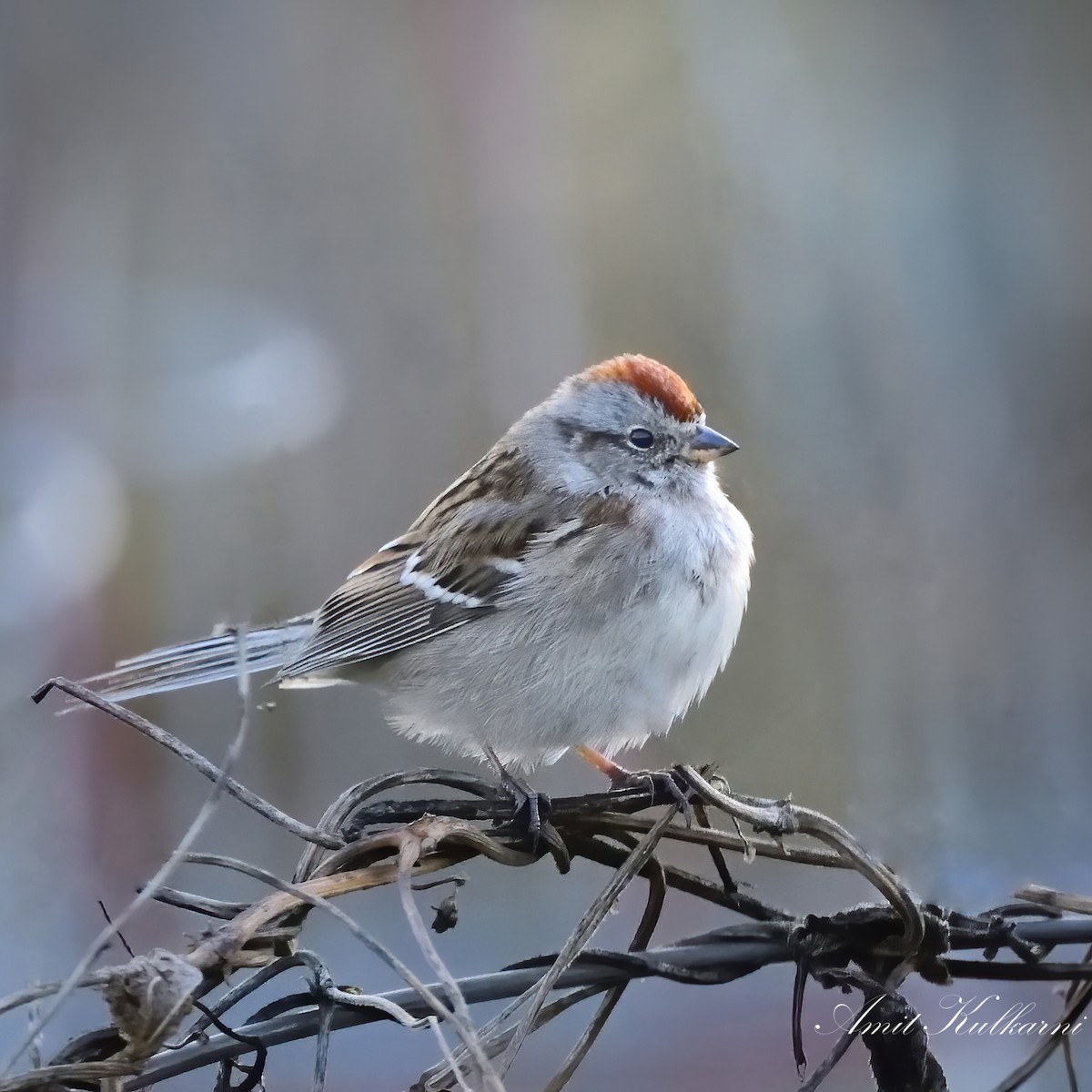 American Tree Sparrow - ML504746451
