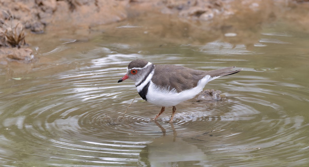 Three-banded Plover (African) - ML504747831