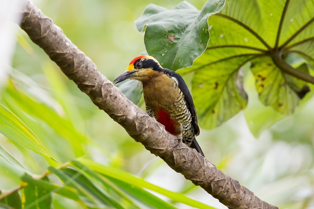 Golden-naped Woodpecker - ML504754181