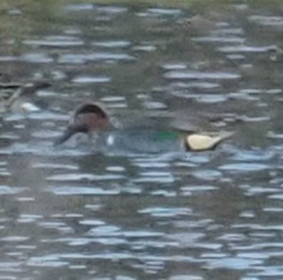 Green-winged Teal - ML504756401