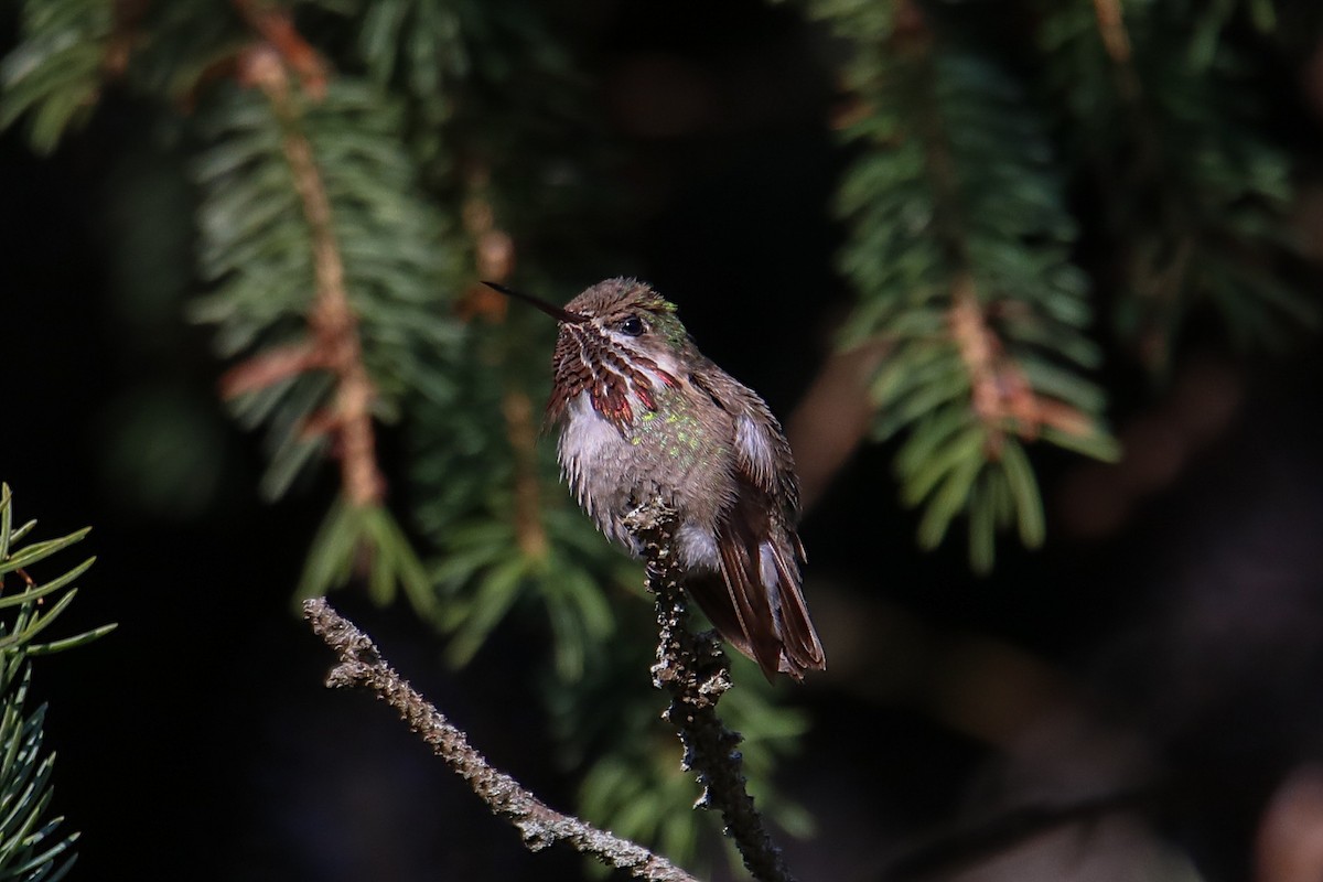 Calliope Hummingbird - ML504760631