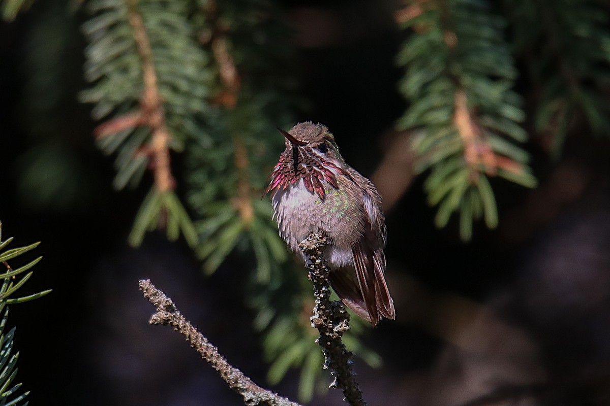 Calliope Hummingbird - ML504760641