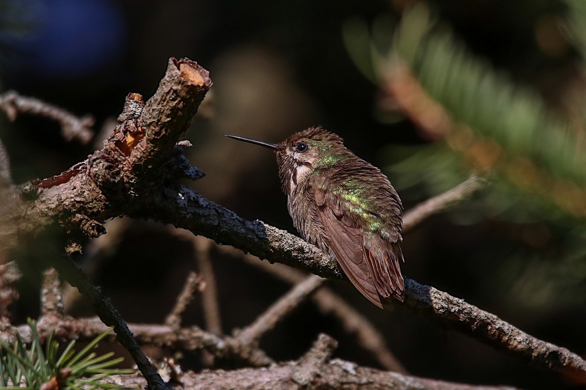 Calliope Hummingbird - Anthony Macchiarola