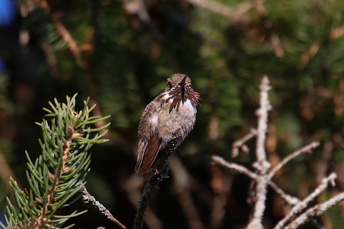 Calliope Hummingbird - ML504760681