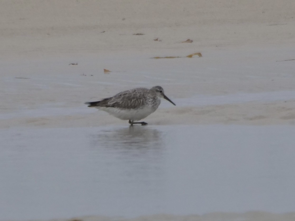 Great Knot - ML504761391
