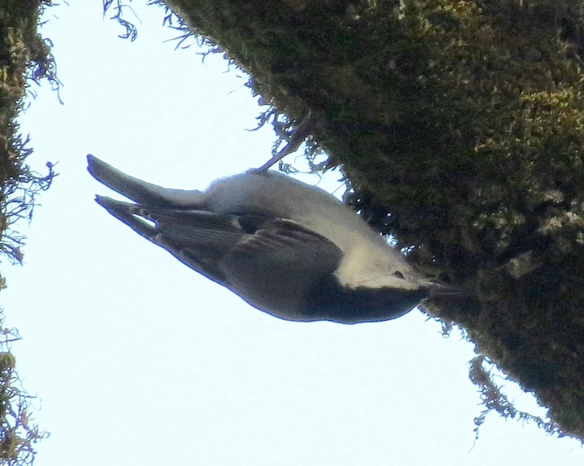 White-breasted Nuthatch - ML504769881