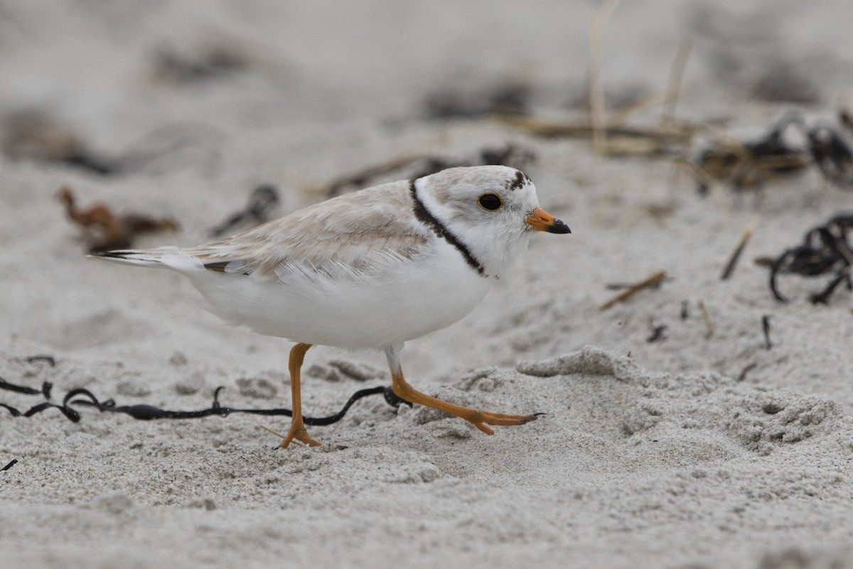 Piping Plover - ML504770231