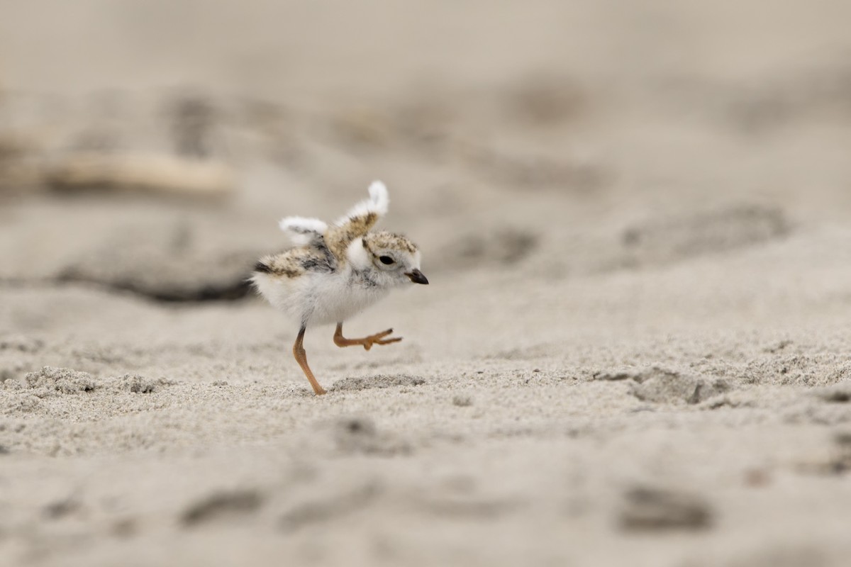 Piping Plover - ML504770241