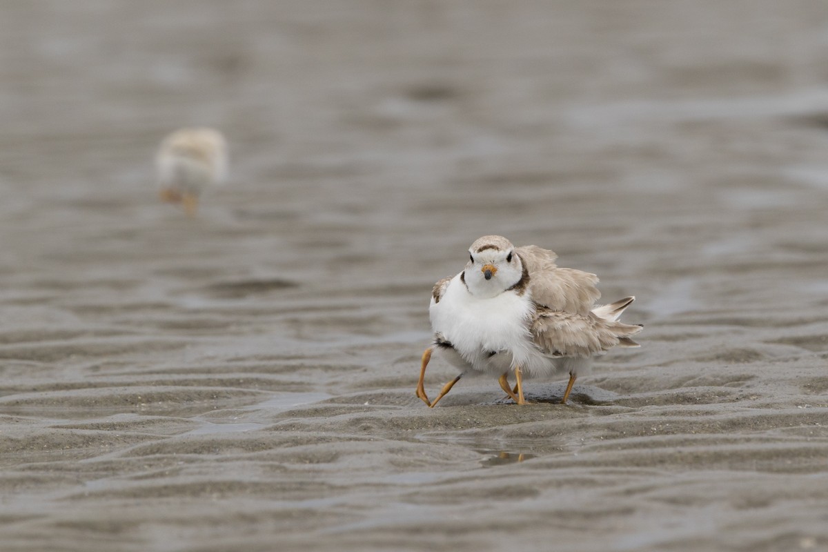 Piping Plover - ML504770261