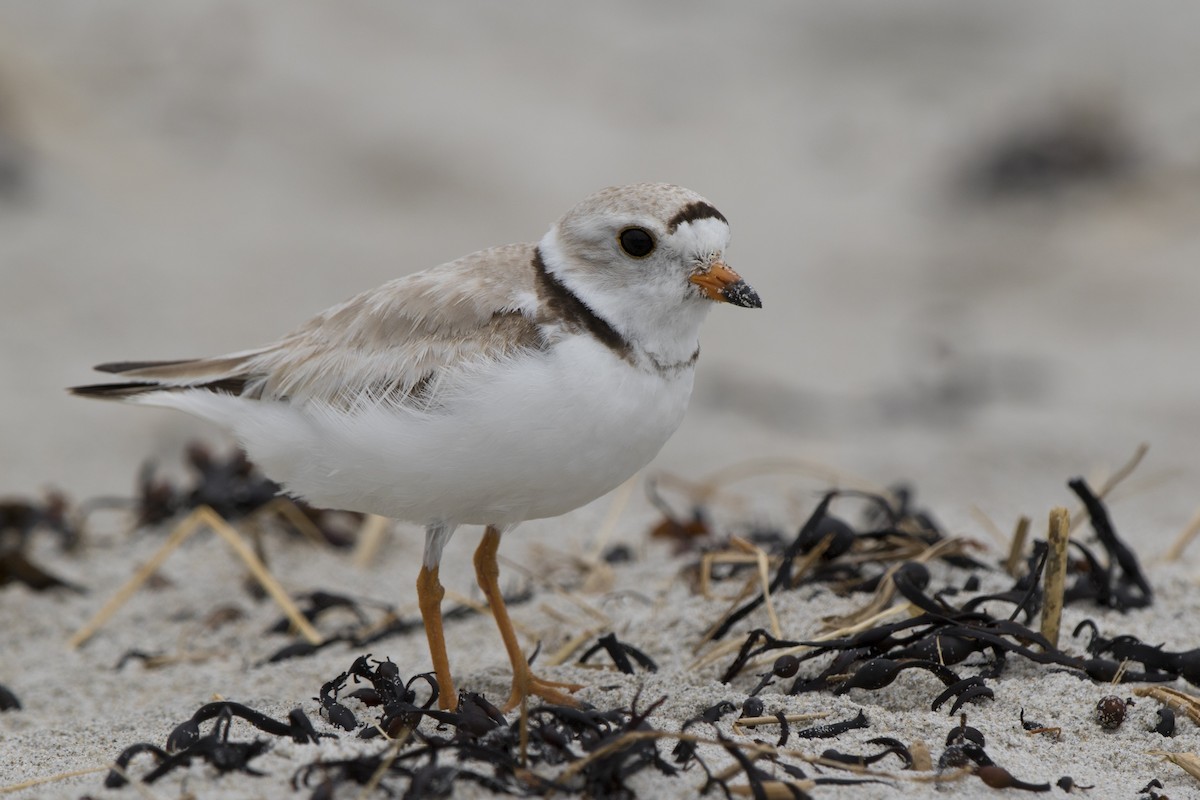 Piping Plover - ML504770271