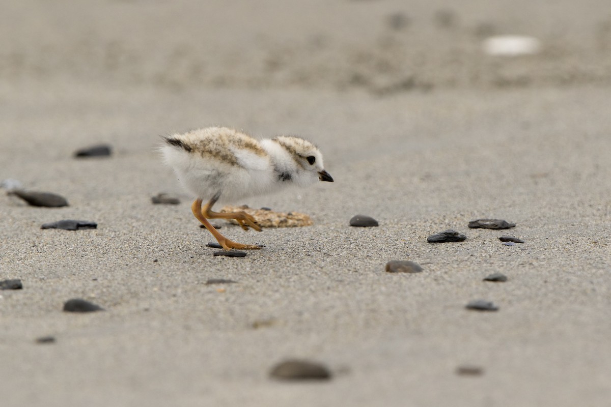 Piping Plover - ML504770291