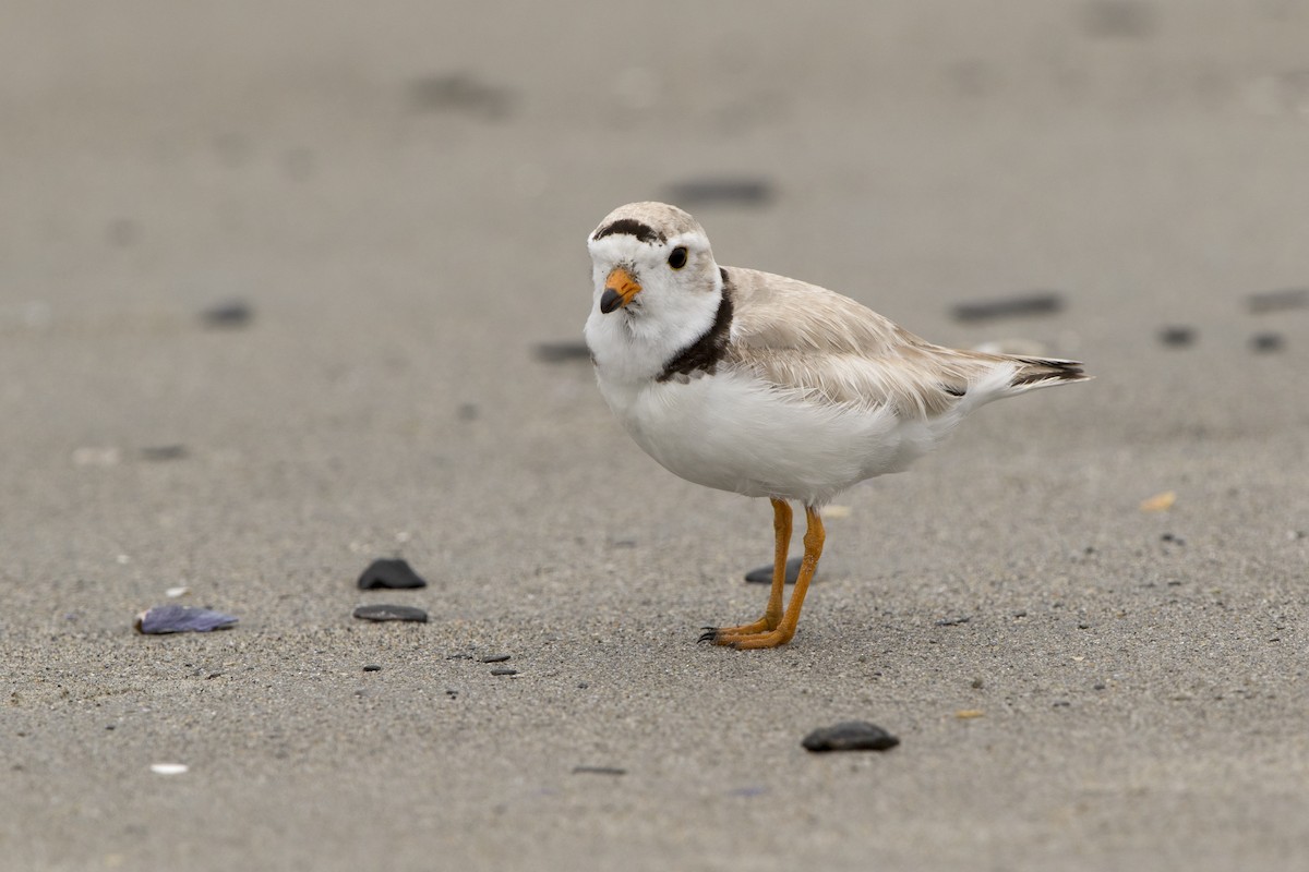 Piping Plover - ML504770301