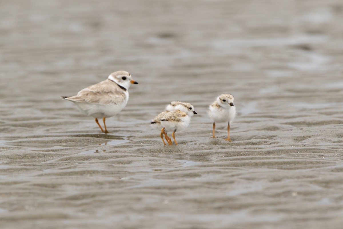 Piping Plover - ML504770311
