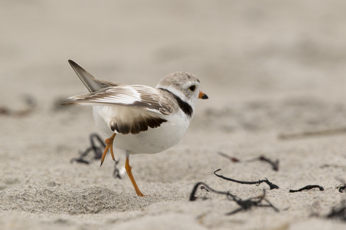 Piping Plover - ML504770321