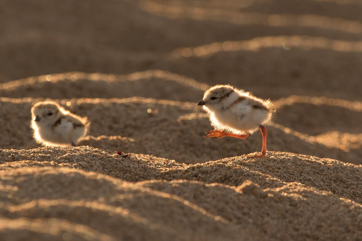 Piping Plover - ML504770951