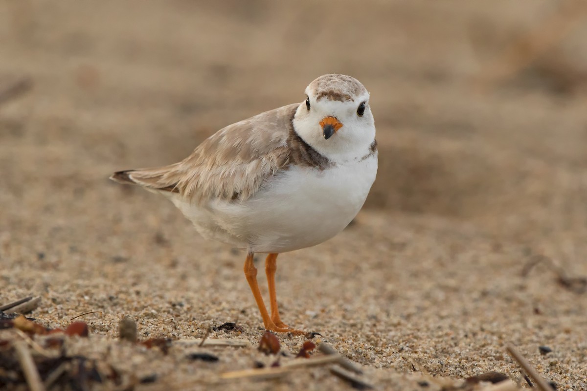 Piping Plover - ML504770961