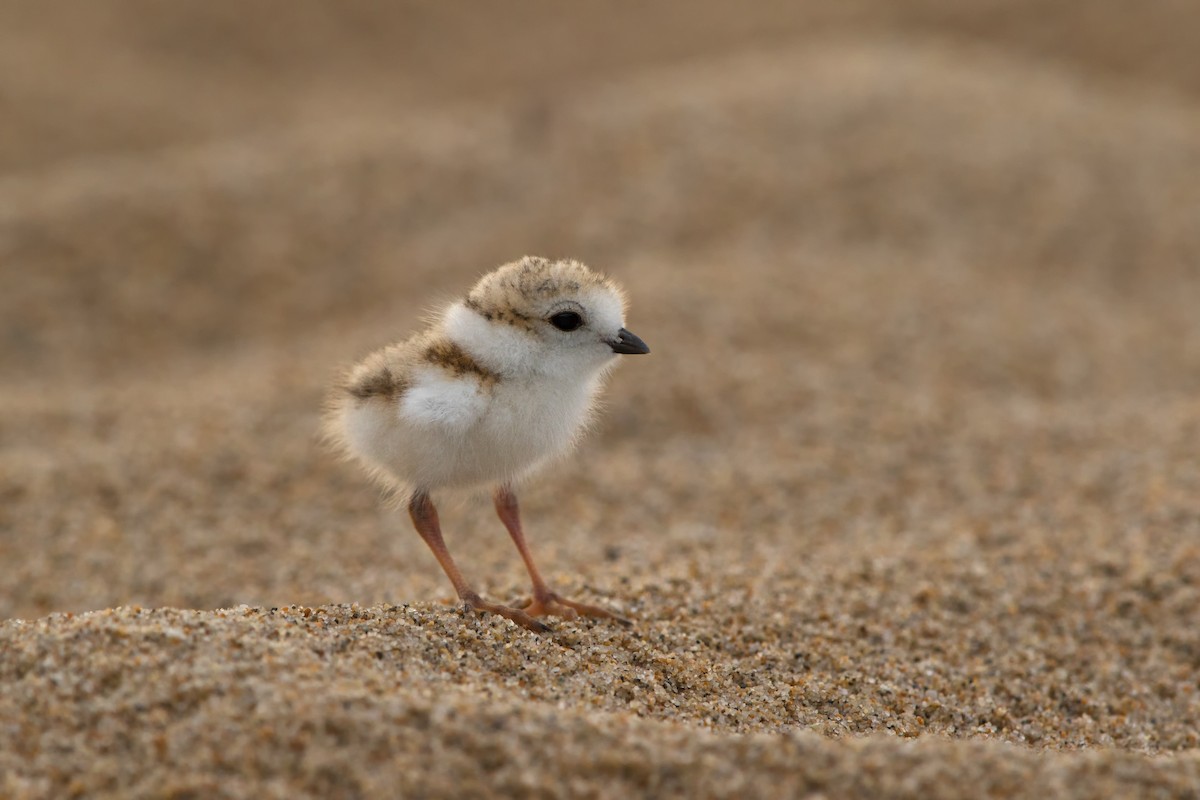 Piping Plover - ML504770971