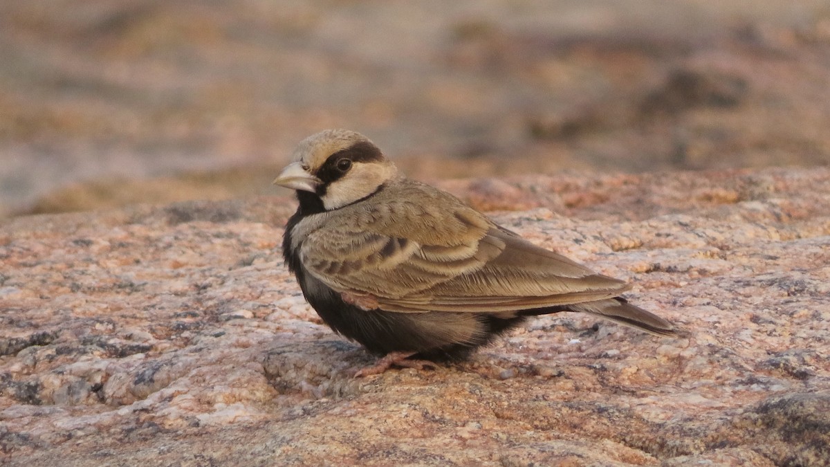 Ashy-crowned Sparrow-Lark - ML504771901