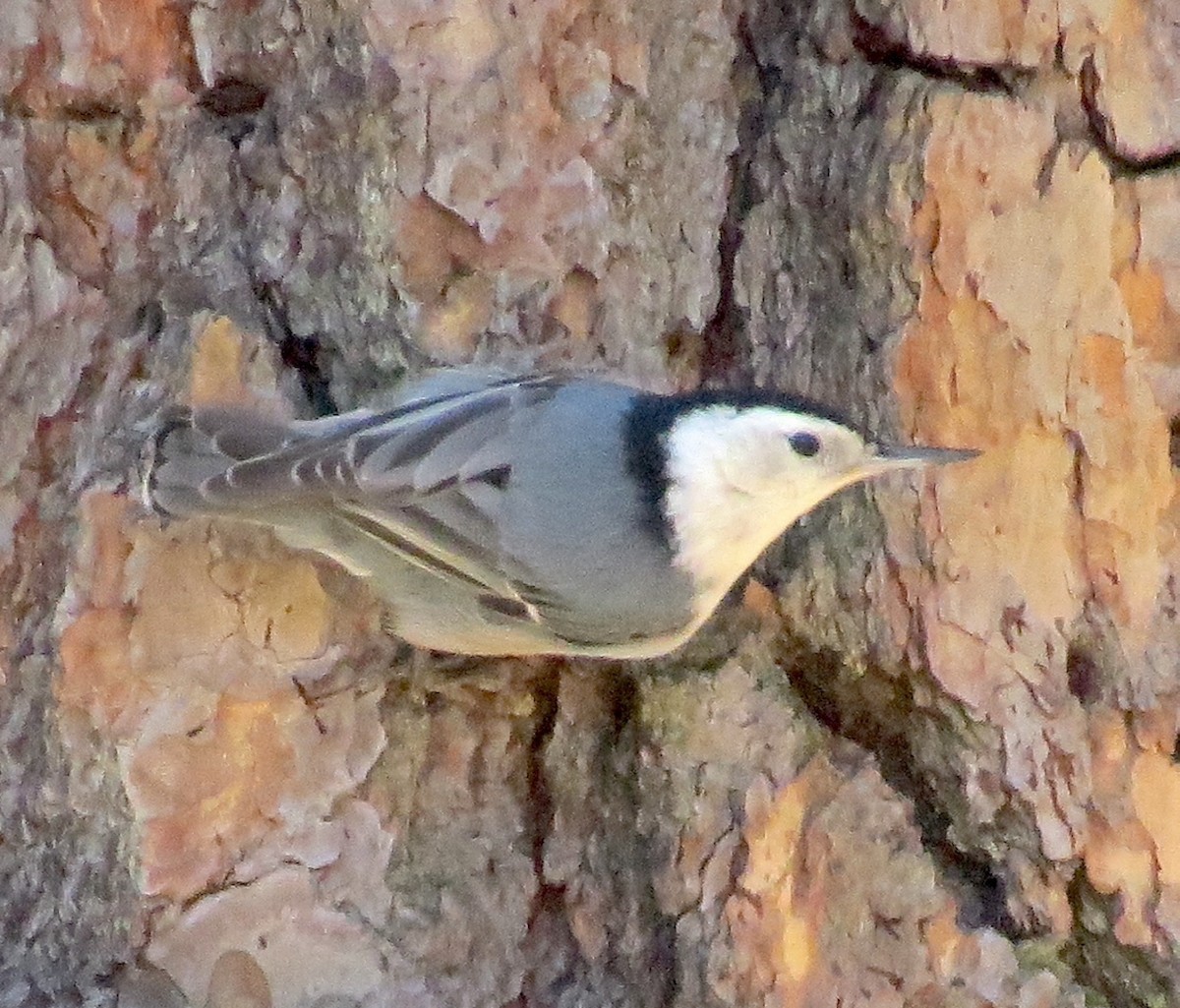 White-breasted Nuthatch - ML504773201