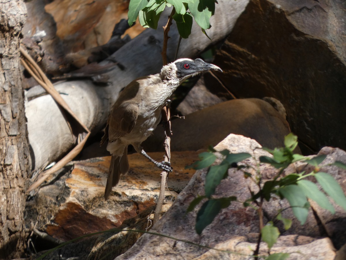 Silver-crowned Friarbird - ML504779181