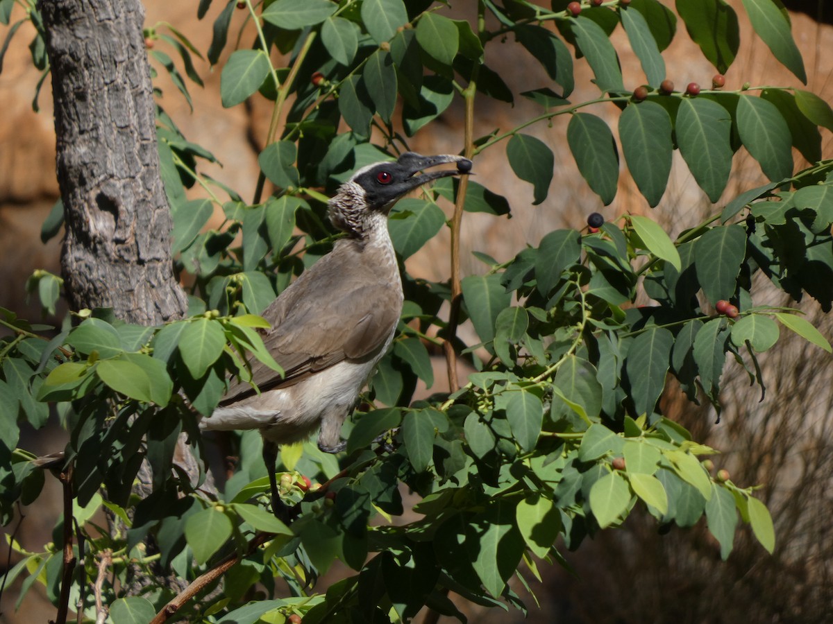 Silver-crowned Friarbird - ML504779191