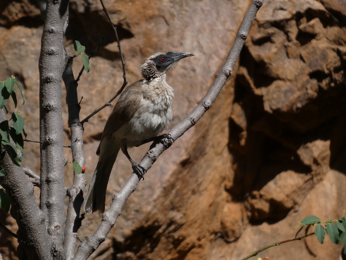 Silver-crowned Friarbird - ML504779231