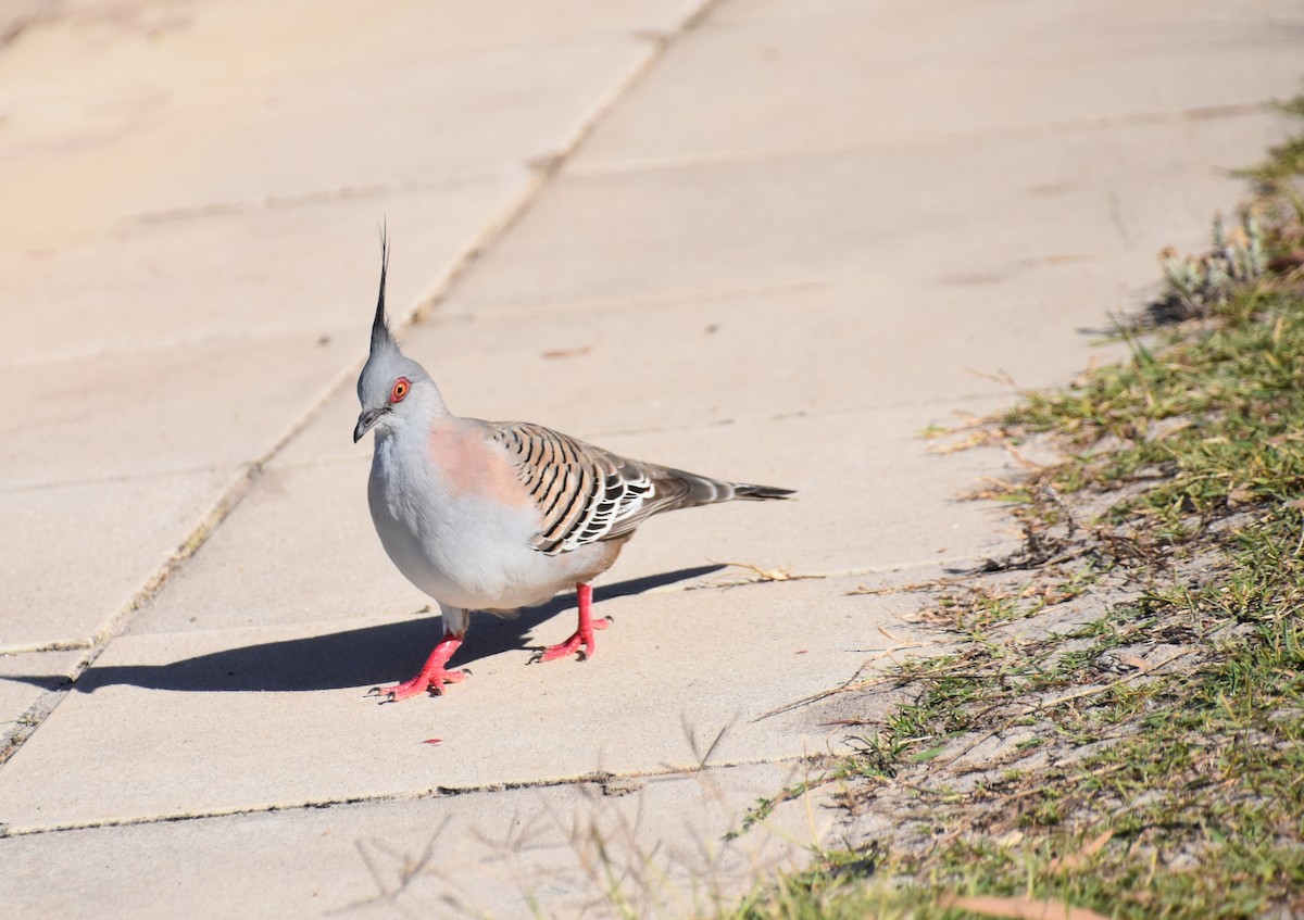 Crested Pigeon - ML504783361