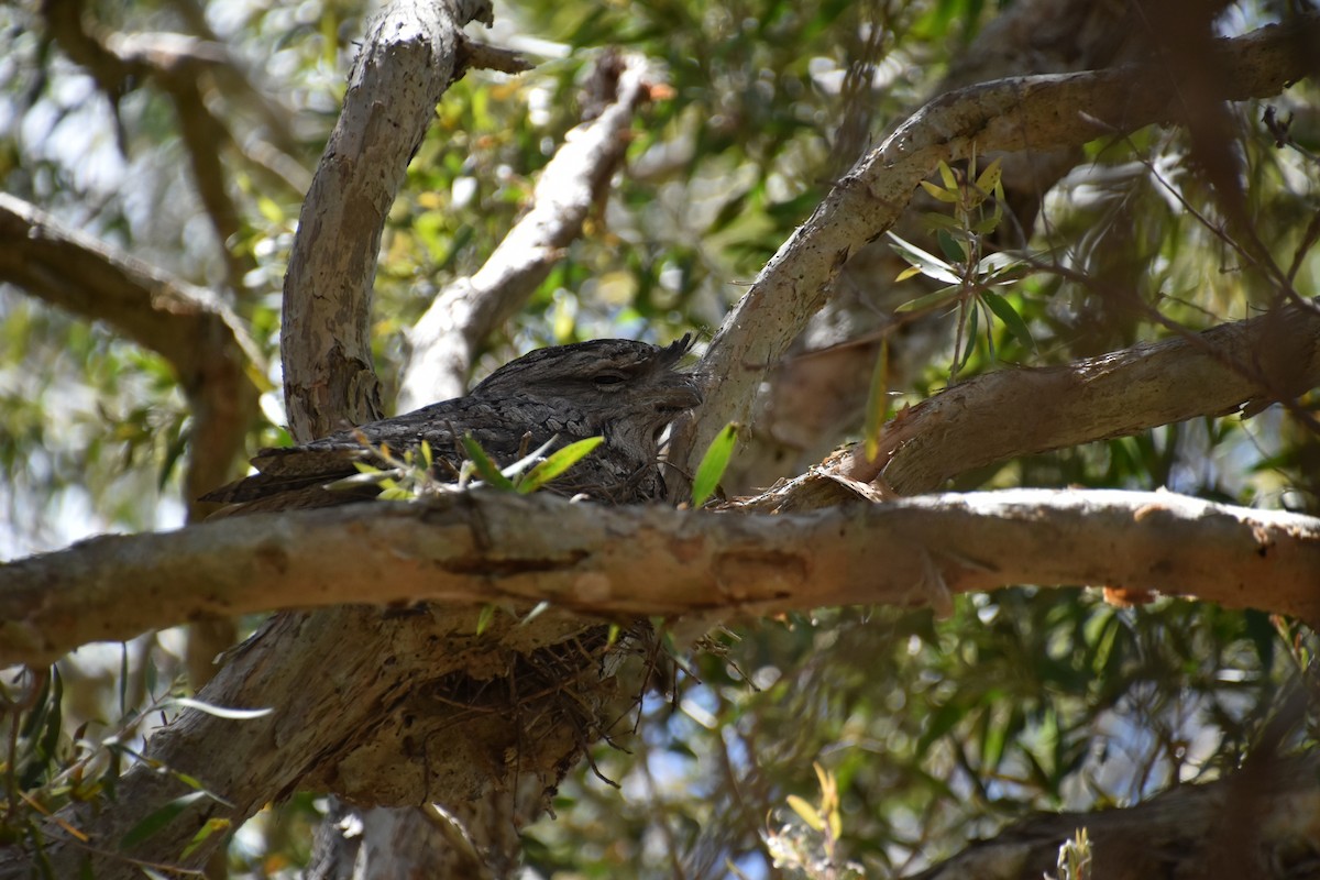 Tawny Frogmouth - U3A Bird Group Two