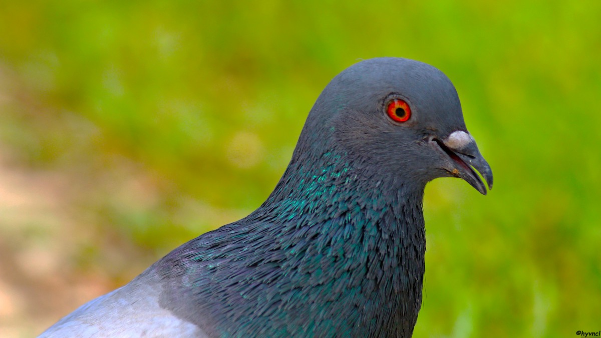 Rock Pigeon (Feral Pigeon) - ML504786391
