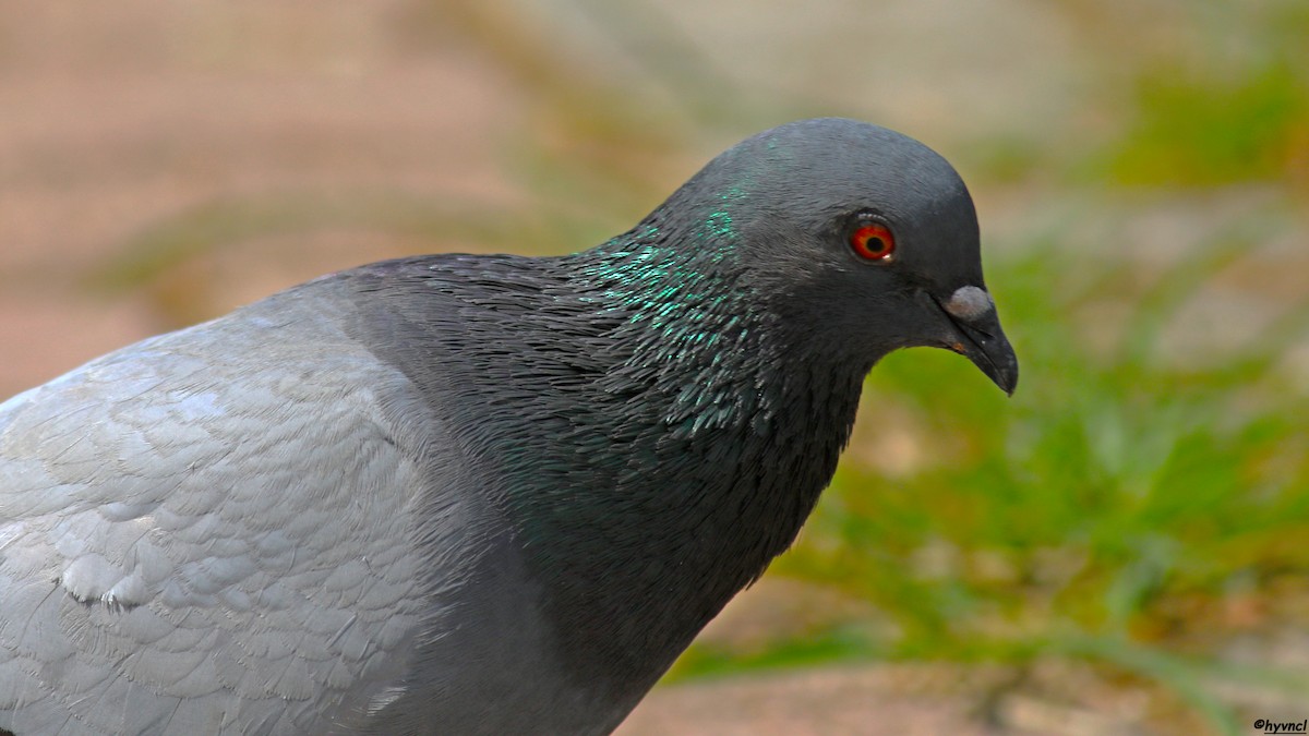 Rock Pigeon (Feral Pigeon) - ML504786401