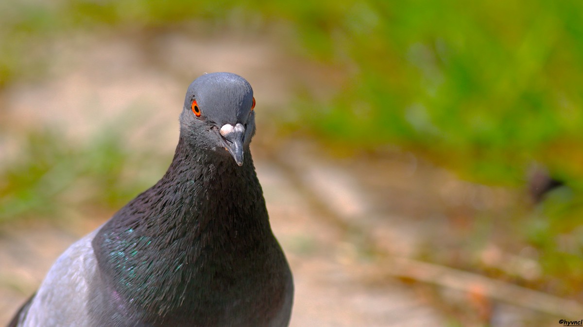 Rock Pigeon (Feral Pigeon) - ML504786421