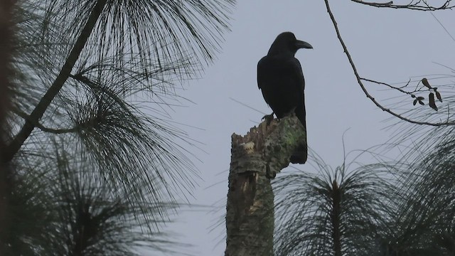 Large-billed Crow (Large-billed) - ML504797941
