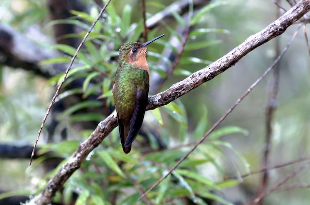  - Rufous-breasted Sabrewing - 