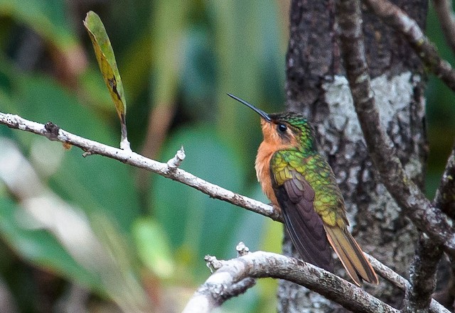  - Rufous-breasted Sabrewing - 