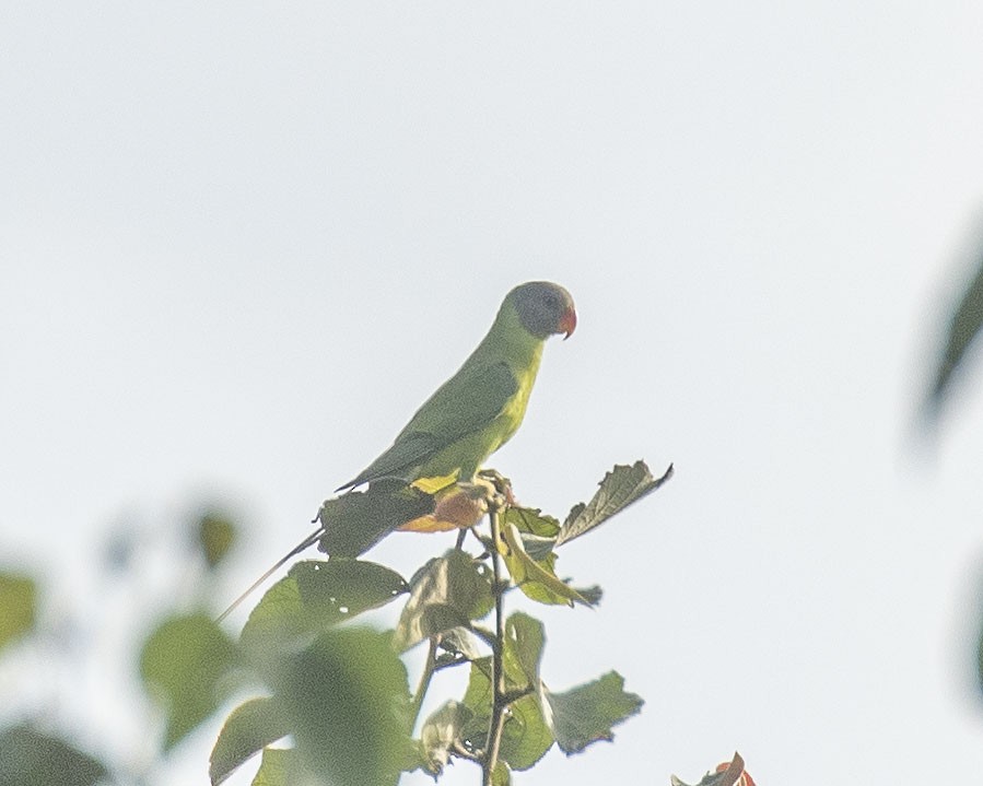 Gray-headed Parakeet - ML504800281
