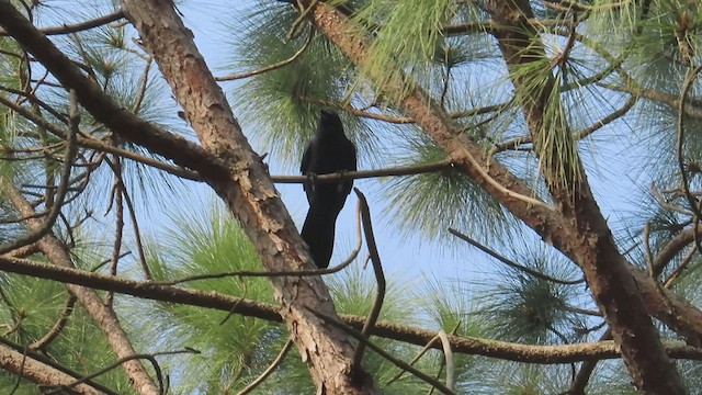 Large-billed Crow (Large-billed) - ML504800361