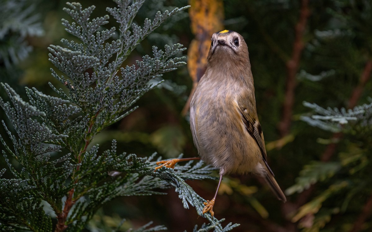 eBird Checklist 5 Nov 2022 Salmchâteau La Salm 30 species