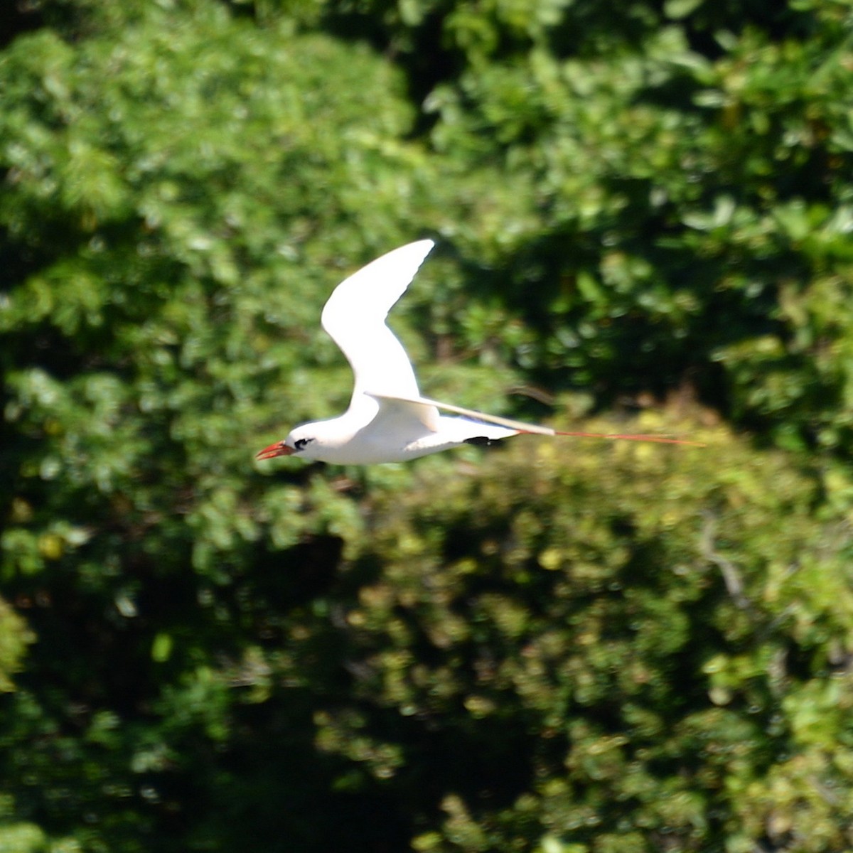 Red-tailed Tropicbird - ML504806121