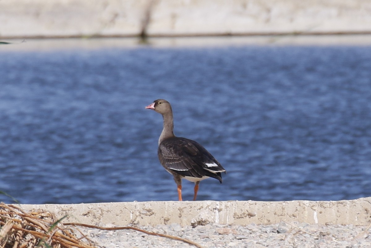 Lesser White-fronted Goose - ML504807941