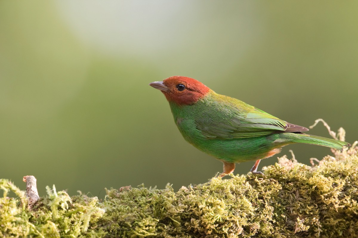 Bay-headed Tanager (Bay-and-green) - ML504808591