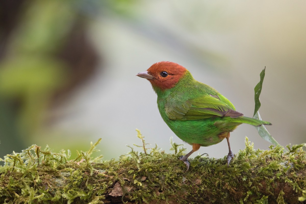 Bay-headed Tanager (Bay-and-green) - ML504808601