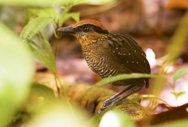 Rufous-crowned Antpitta male - Rufous-crowned Antpitta - 